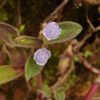 Cyanotis villosa (Spreng.) Schult. & Schult.f.